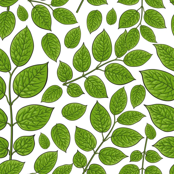 Patrón sin costura de abedul, hojas de madreselva — Vector de stock