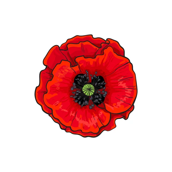 Vector red poppy flower blossom blooming closeup. — Stock Vector