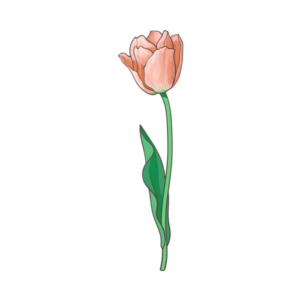 Vektorillustration öppnas tulip isolerade — Stock vektor