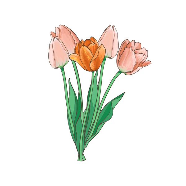 Vector tulipán ramo, conjunto ilustración aislada — Archivo Imágenes Vectoriales