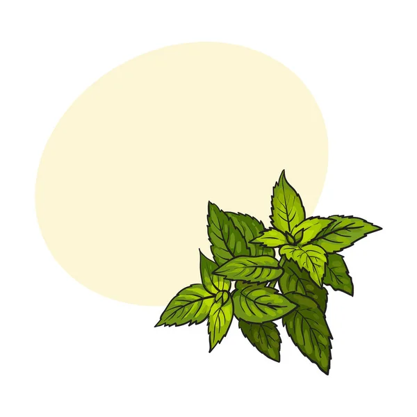 Aceitunas, menta y romero hierbas, especias, ingredientes, dibujo vector ilustración — Vector de stock