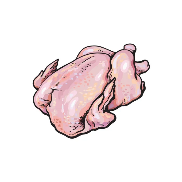 Vector chicken carcass sketch illustration — Stock Vector