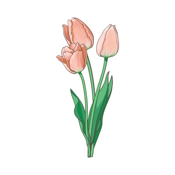 Bouquet de tulipes vectorielles, illustration isolée — Image vectorielle