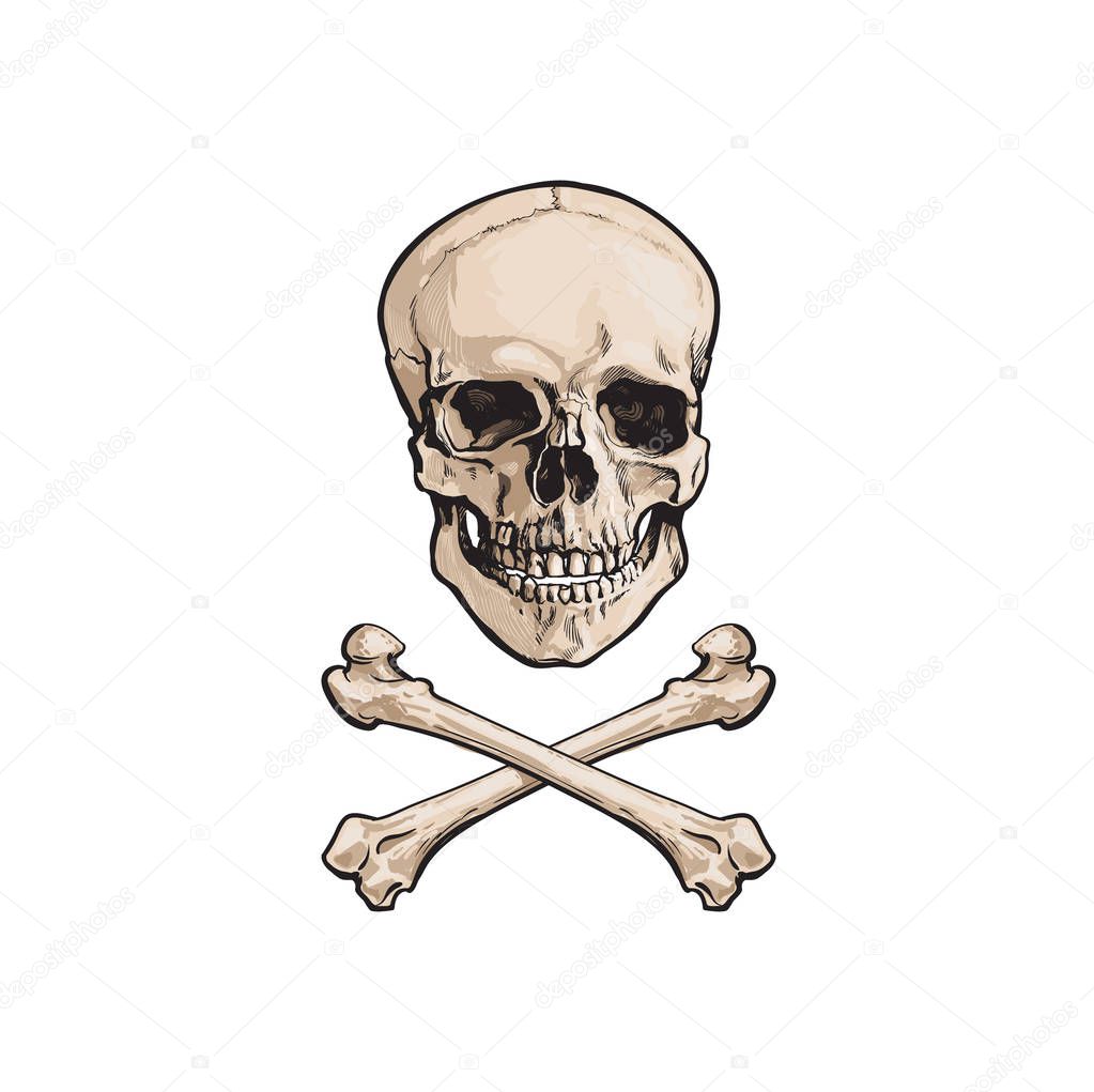 vector cartoon skull and cross bones isolated