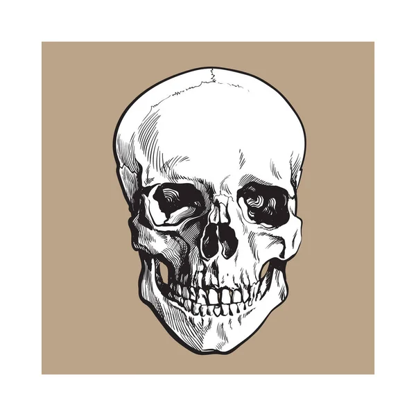 Calavera humana dibujada a mano, modelo anatómico, ilustración vectorial de estilo de boceto — Archivo Imágenes Vectoriales