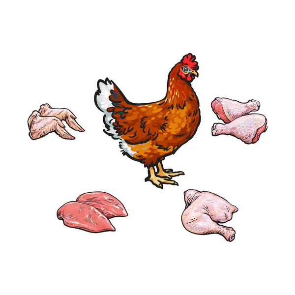 矢量鸡和切割肉部分设置的速写 — 图库矢量图片