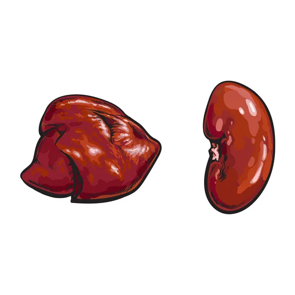 Vector cerdo cruda riñón hígado despojos boceto aislado — Vector de stock