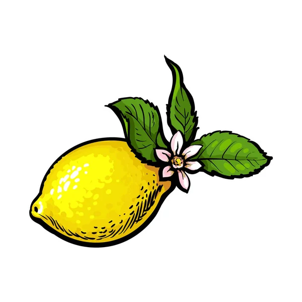 Векторный эскиз спелый лимон с листьями и цветами — стоковый вектор