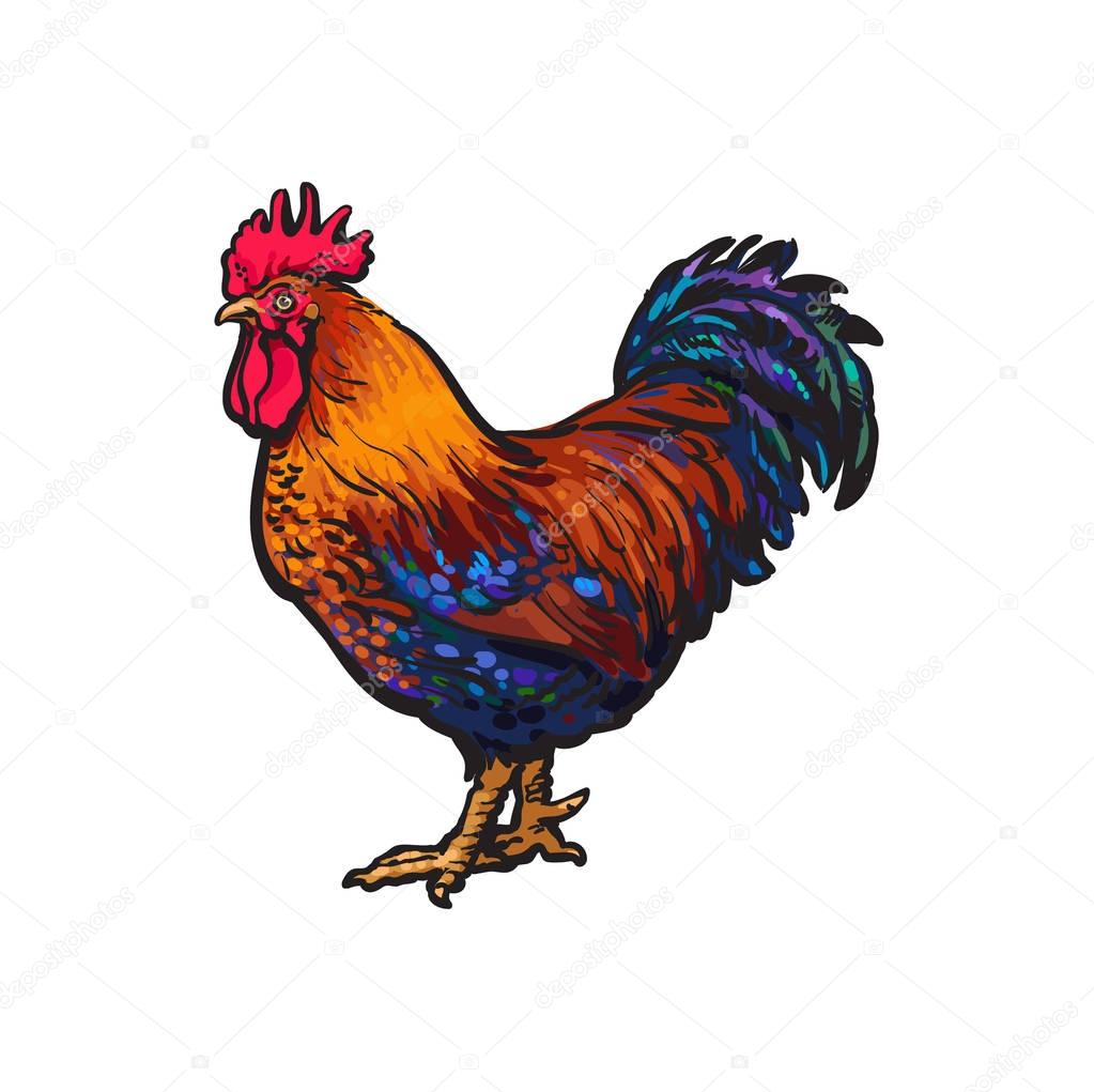 vector sketch hand drawn rooster isolated