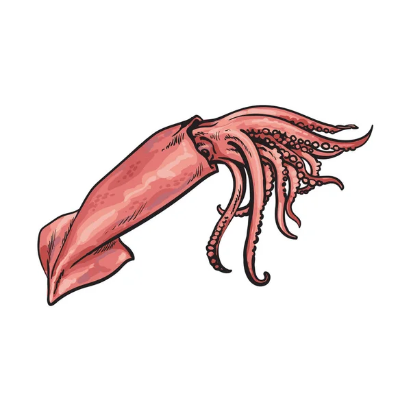 Vettore schizzo cartoni animati mare calamaro isolato — Vettoriale Stock