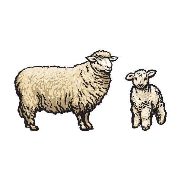 Векторный скетч в стиле овец и ягнят — стоковый вектор