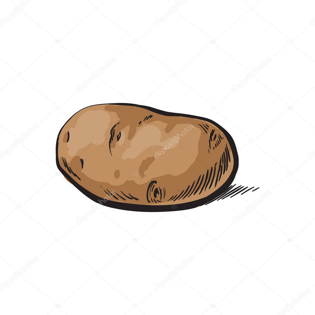 vector sketch ripe raw unpeeled potato isolated
