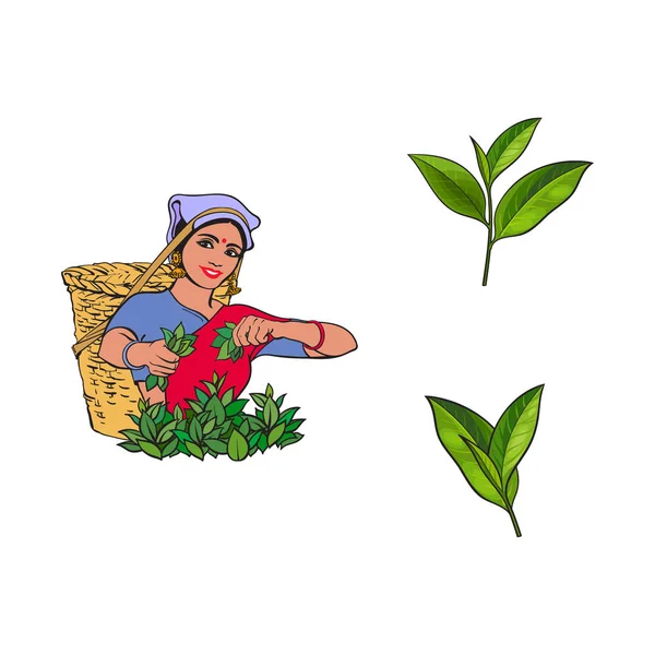 Szkic wektor miejscową kobietę, zestaw liści herbaty — Wektor stockowy