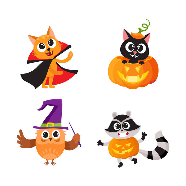 Cat, kitten owl and raccoon in Halloween costumes