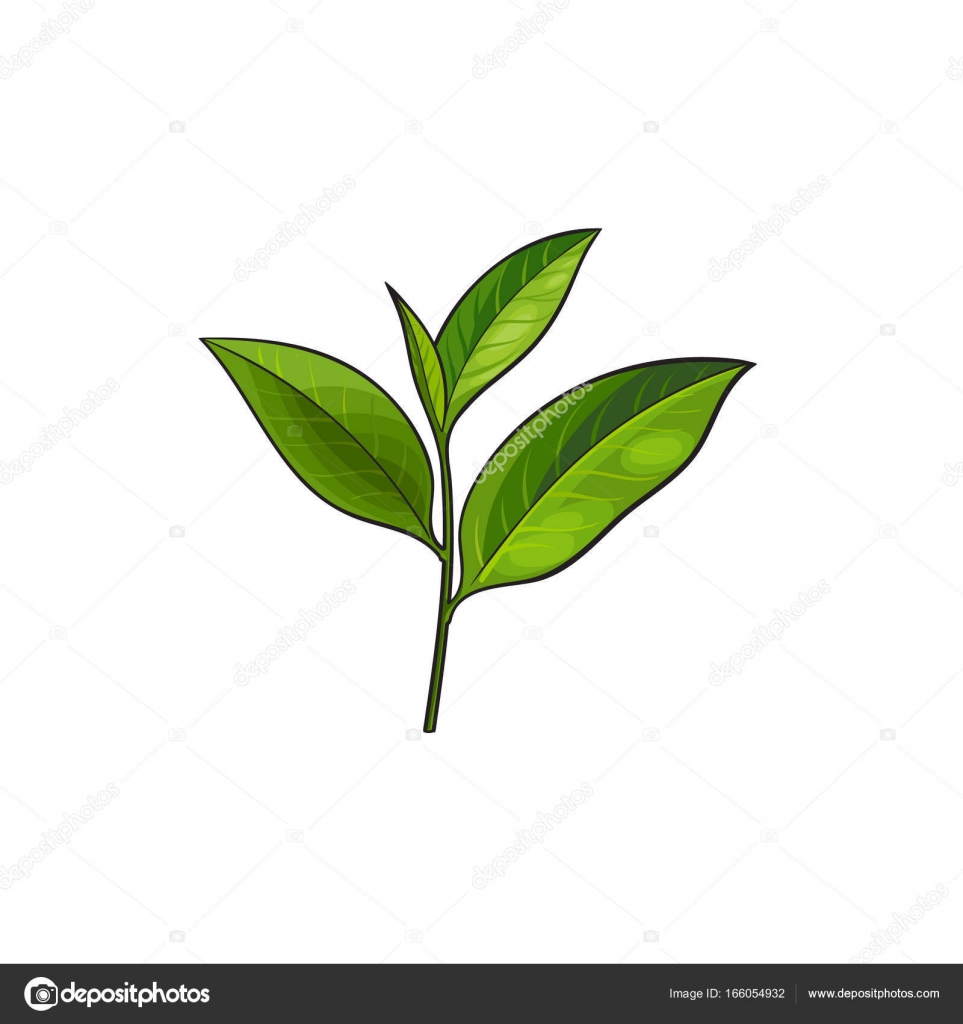 Vector sketch cartoon tea leaves branch isolated Stock Vector by  ©Sabelskaya 166054932