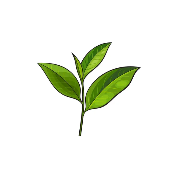 Croquis vectoriel dessin animé feuilles de thé branche isolé — Image vectorielle