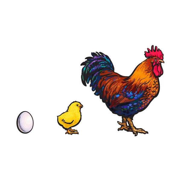 Vector huevo blanco, pollo y gallo bosquejo conjunto — Archivo Imágenes Vectoriales