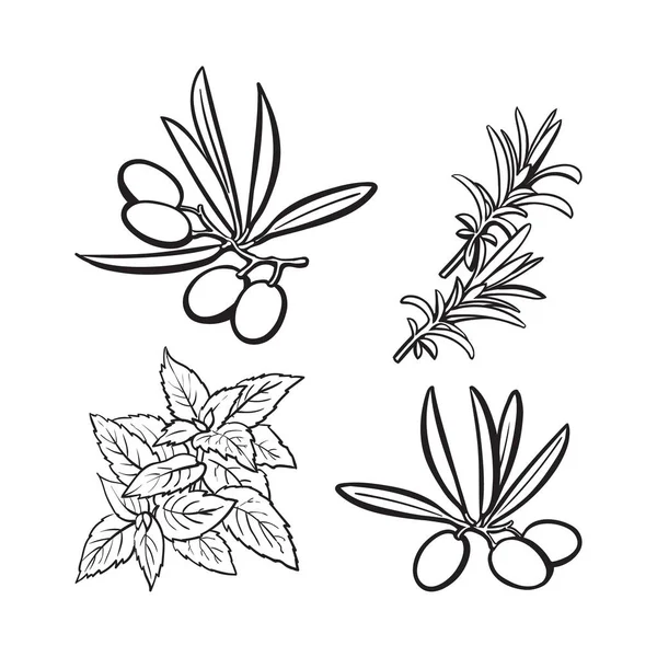 Aceitunas, menta y romero hierbas, especias, ingredientes, dibujo vector ilustración — Vector de stock