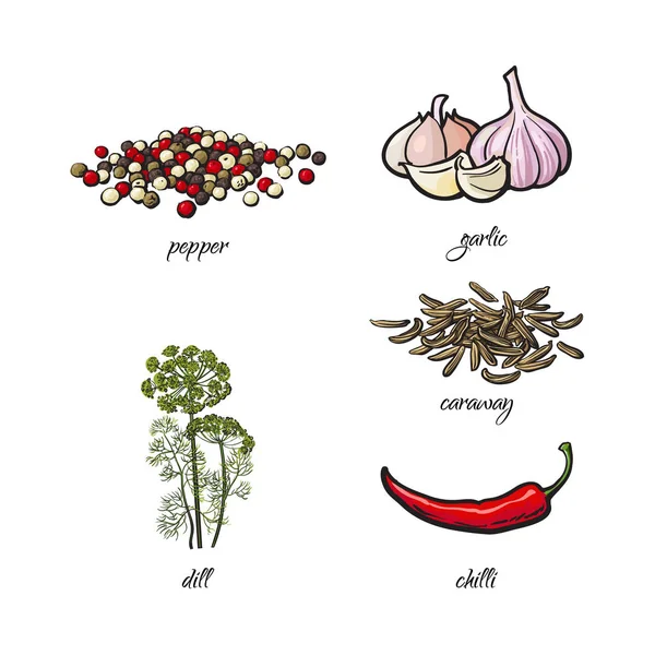 Vector platte schets specerijen, kruiderijen kruiden set — Stockvector