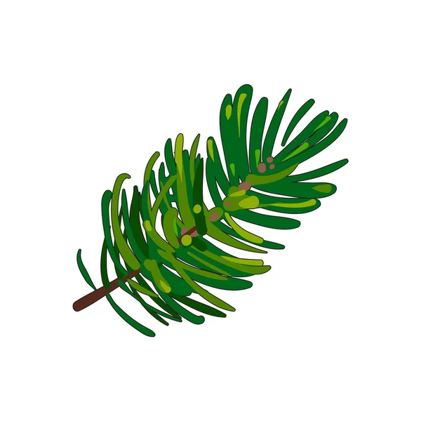 Hand drawn fir tree twig, branch, spruce — Stock Vector