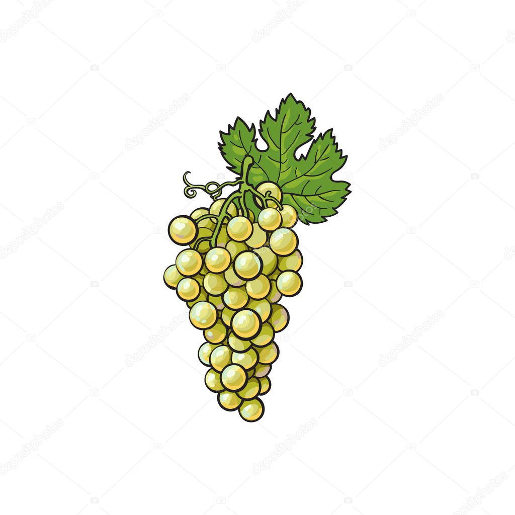 white grapes isolated on white background