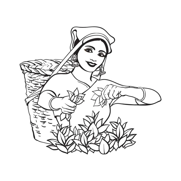 Vektorové skici Srí lanka místní žena sběr čaje — Stockový vektor