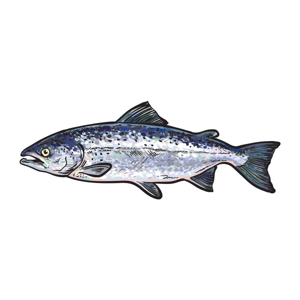 Vector bosquejo dibujos animados peces de mar salmón aislado — Vector de stock