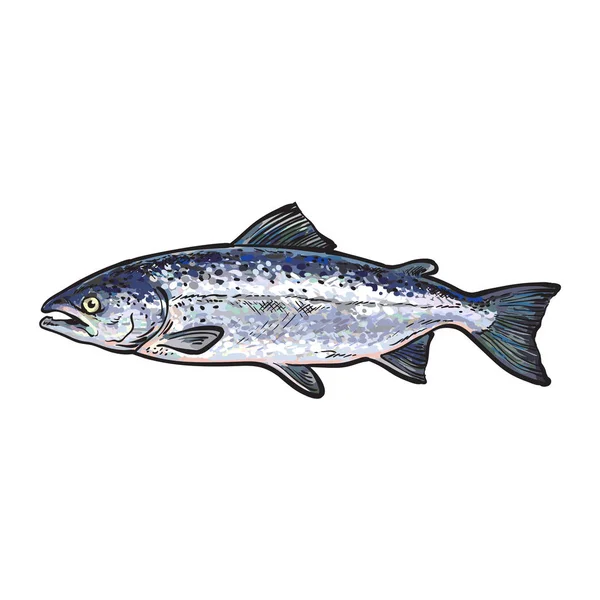 Vector schets cartoon zee vis zalm geïsoleerd — Stockvector