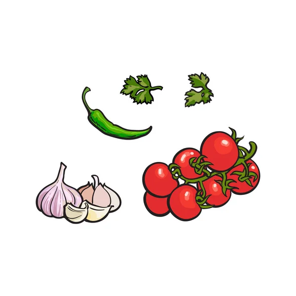 Tomato, garlic, parsley and green chili pepper — Stock Vector