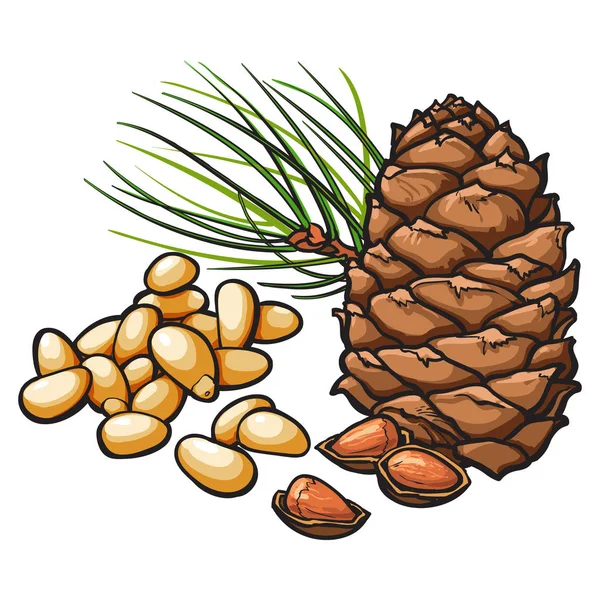 Pine nuts and cone isolated on white background — Stock Vector