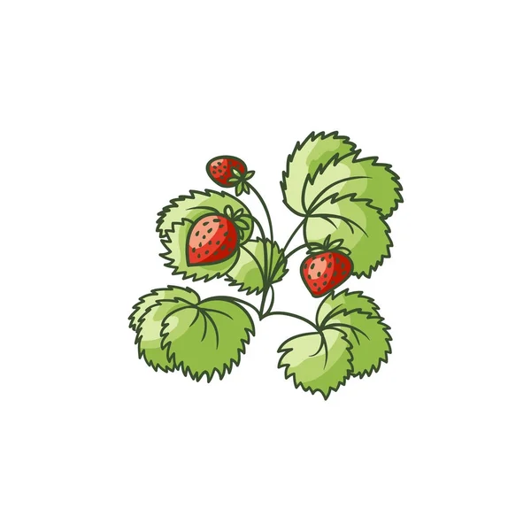 Strawberry växt med gröna blad, mogna bär — Stock vektor