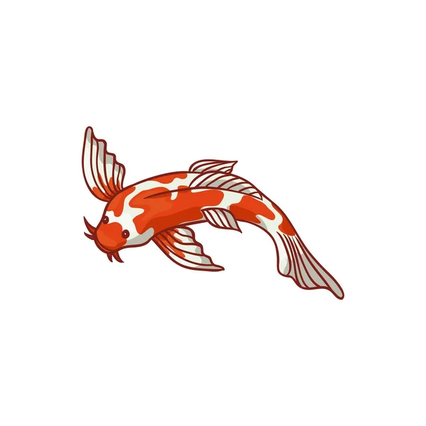 Vista superior Japonês, Carpa koi asiática, peixinho dourado — Vetor de Stock