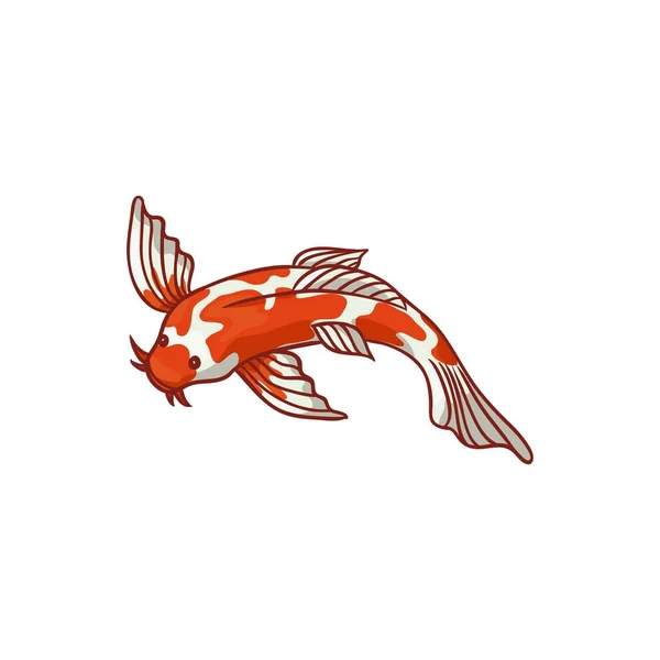 Koi fish (vector illustration of a japanese or chinese