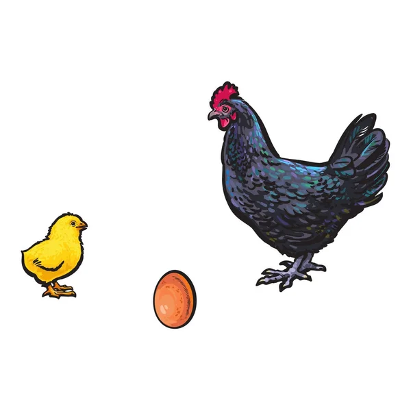 矢量棕色鸡蛋、 小鸡和公鸡素描集 — 图库矢量图片