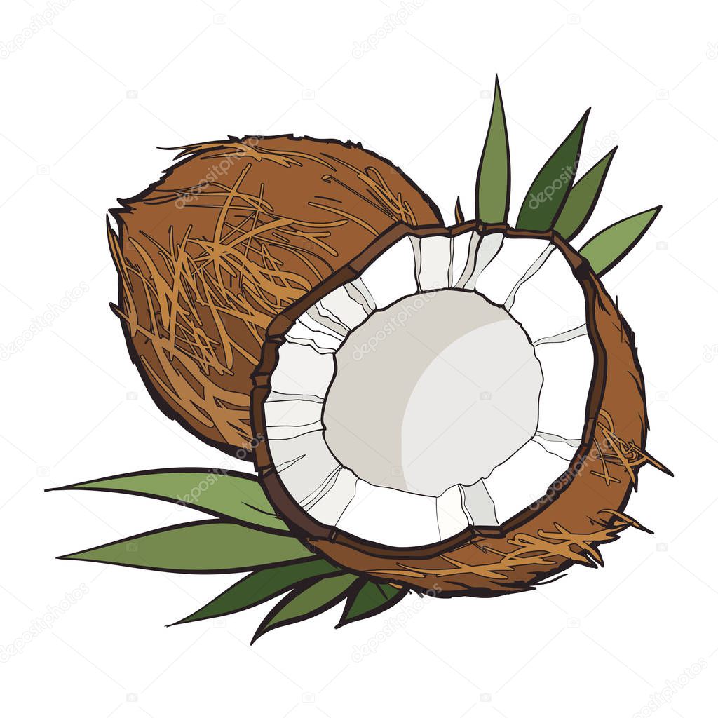 Coconut isolated on white background