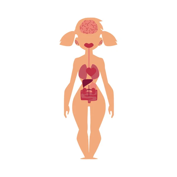 Carta de anatomía, órganos internos humanos, cuerpo femenino — Vector de stock