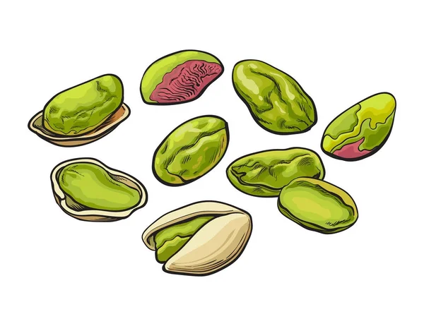 Whole and peeled pistachio nut isolated on a white background. — Stock Vector