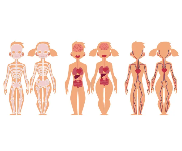 Gráficos de anatomia humana infográficos, homem e mulher — Vetor de Stock