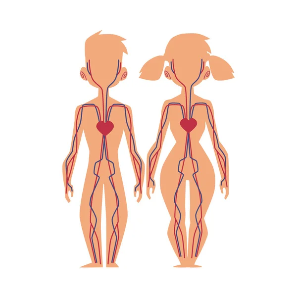 Vector personas órganos internos anatomía, estructura — Vector de stock