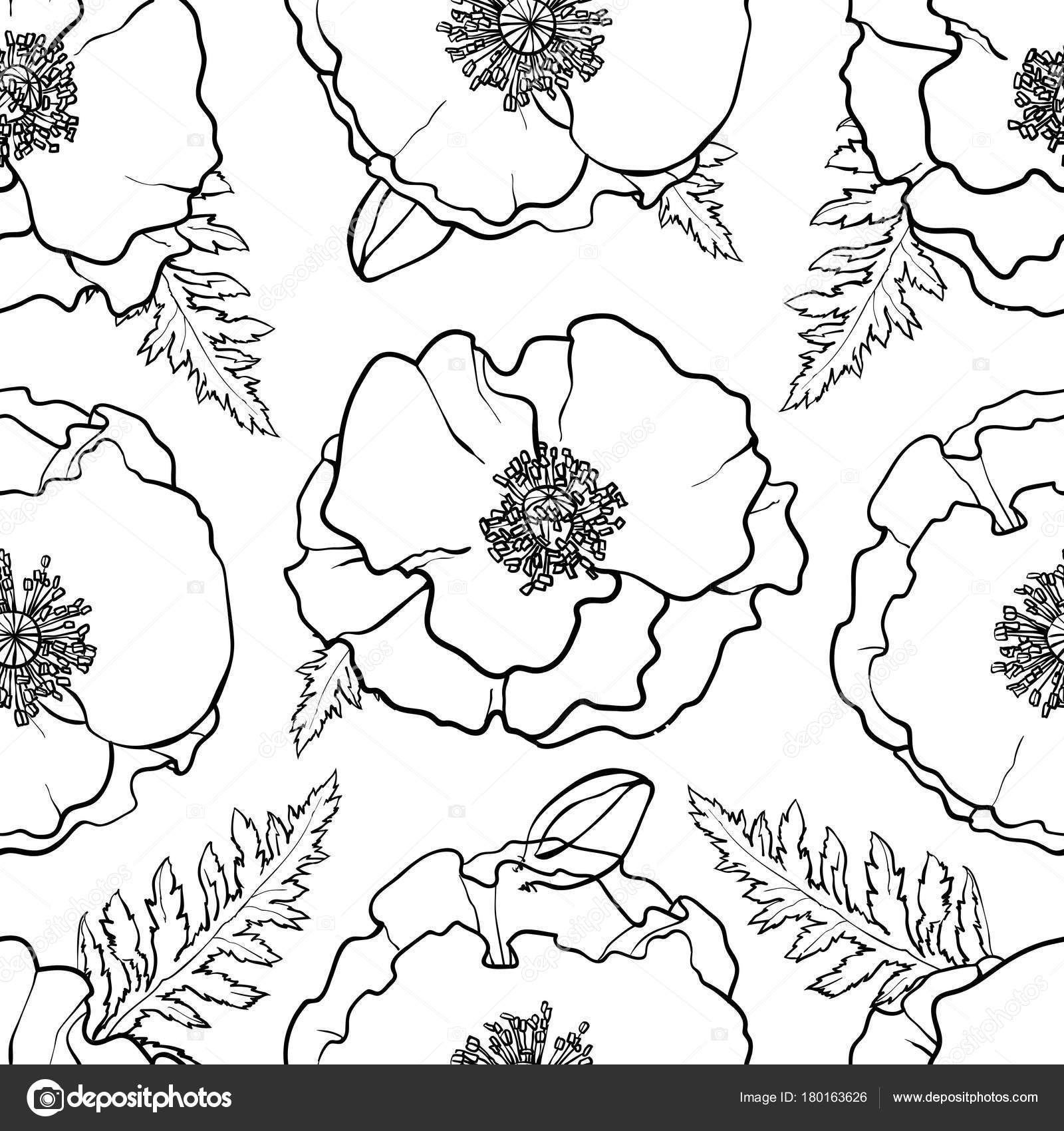 白黒 ポピー イラスト 引用ギャラリー無料