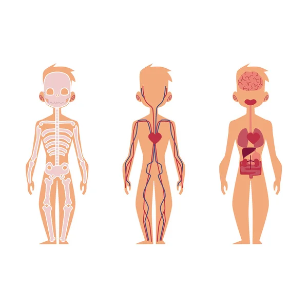 Vector personas órganos internos anatomía, estructura — Archivo Imágenes Vectoriales