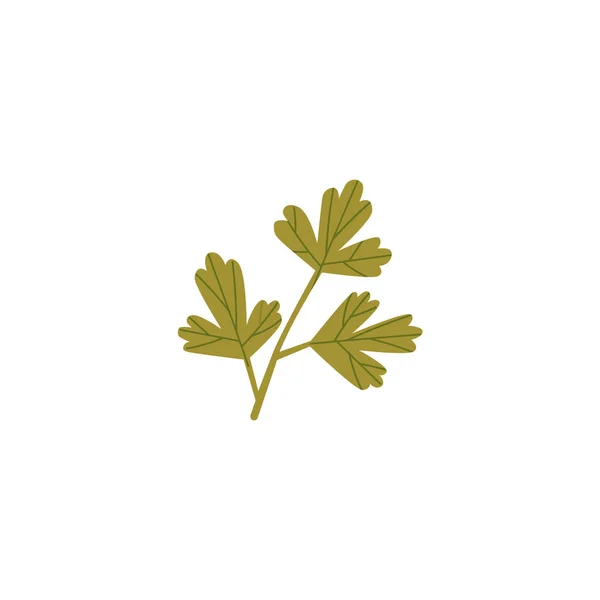 신선한 녹색 파 슬 리, 고 수, 실 란 트로 잎 — 스톡 벡터