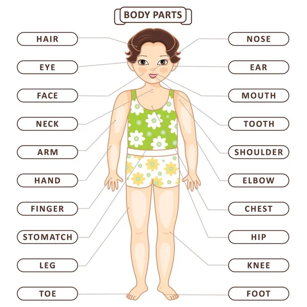 Vector plano asiático chico cuerpo parte vocabulario — Archivo Imágenes Vectoriales