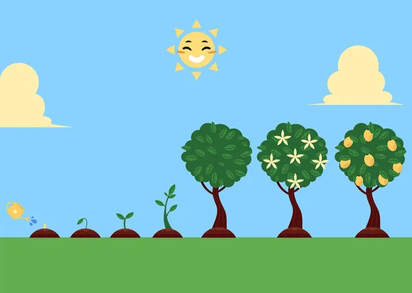 Vektor flache Baumpflanzstufen Symbole gesetzt — Stockvektor