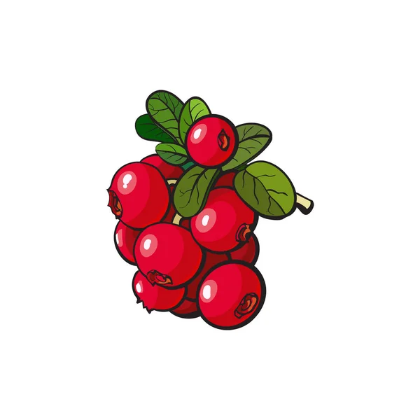 Vector cranberry hand getrokken rijpe bessen bos — Stockvector