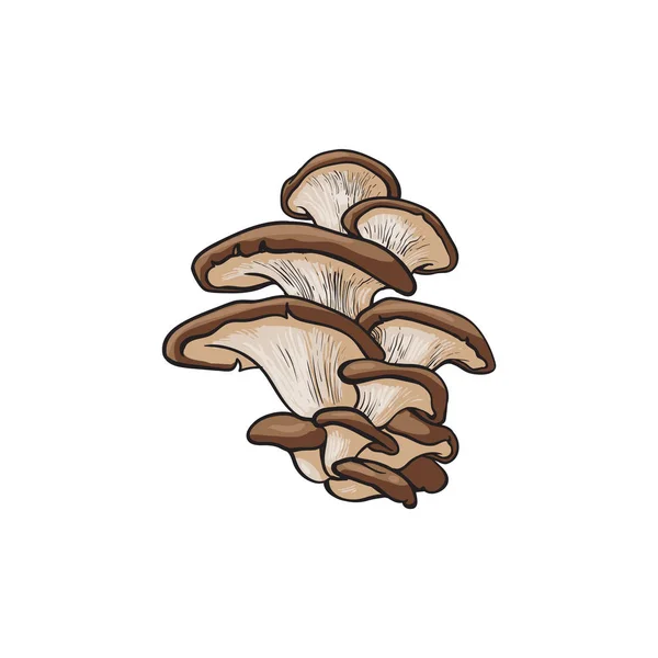 Oyster mushrooms Stock Vectors, Royalty Free Oyster mushrooms Illustrations Depositphotos®