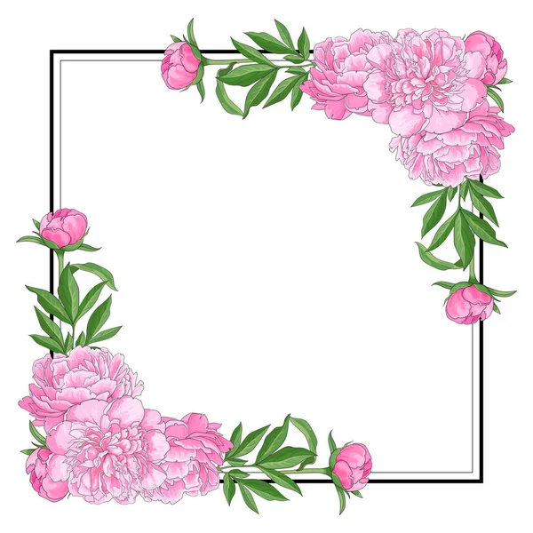 Pivoines roses tendres sur les coins de forme carrée avec espace vide pour le texte sur fond blanc . — Image vectorielle
