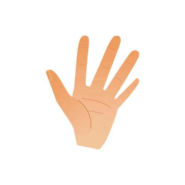 Mão humana mostrando cinco dedos isolados em fundo branco . — Vetor de Stock