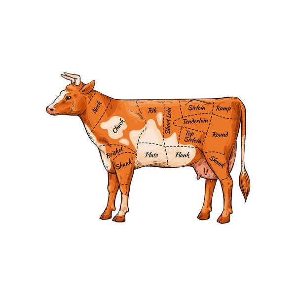 Vaca de dibujos animados con nombres de partes del cuerpo para carnicero de carne guía de corte — Vector de stock