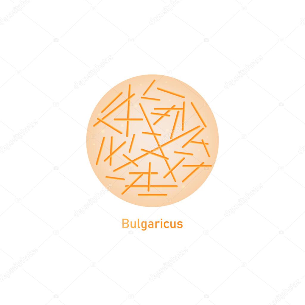 Bulgaricus lactic acid bacteria or probiotic macro vector illustration isolated.